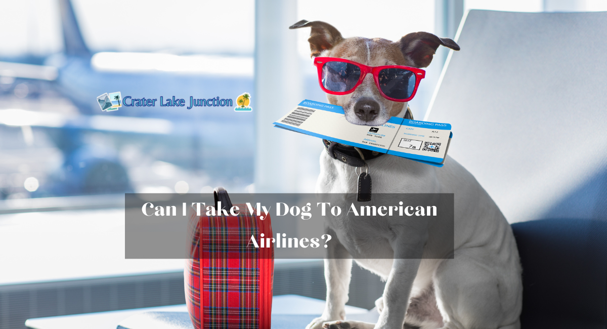 Can I Take My Dog To American Airlines